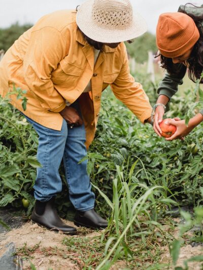 Two people harvesting produce