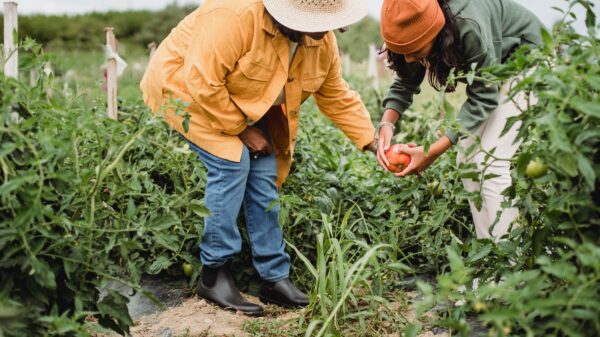 Two people harvesting produce