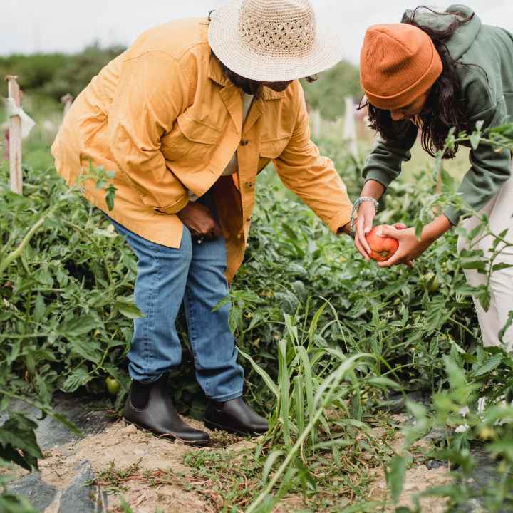 Two people harvesting produce